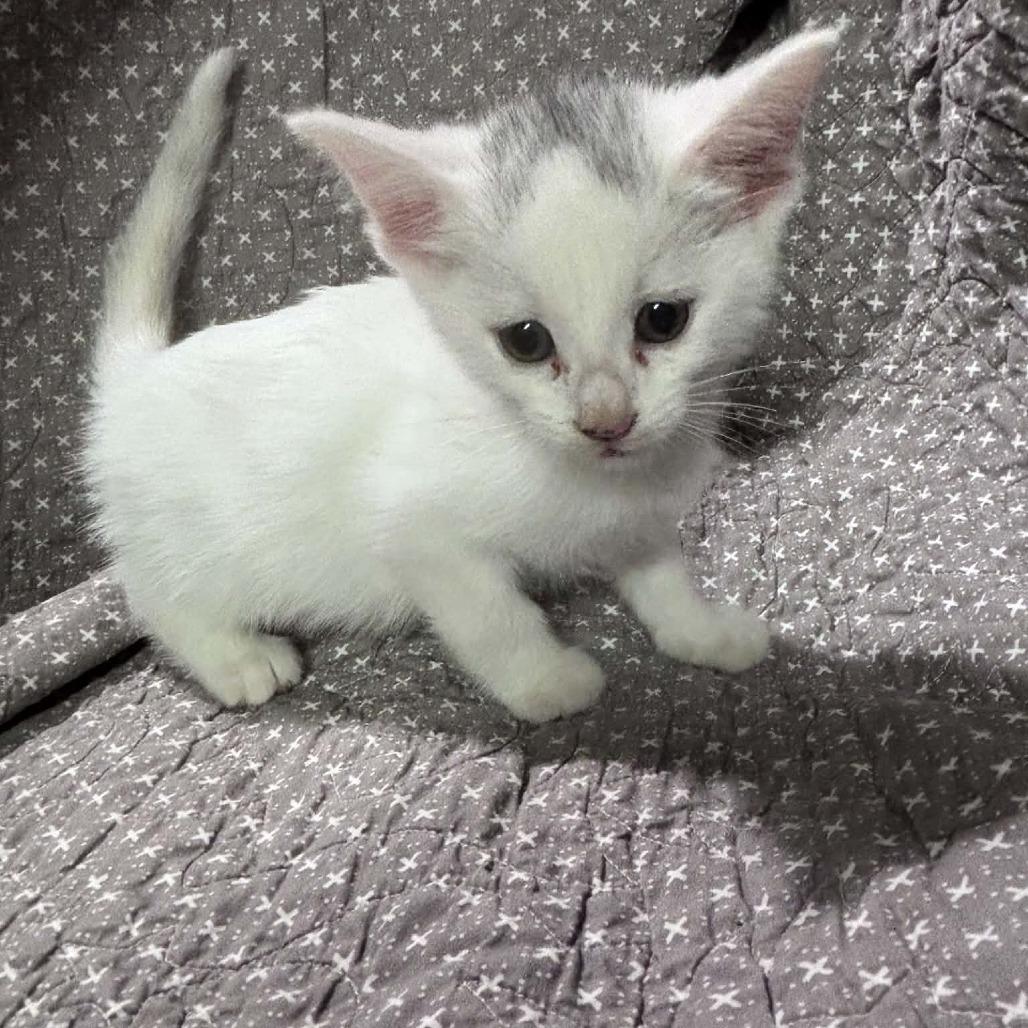Enlarge Frodo C12660, a Adoptable Domestic Short Hair in Woodbury, MN image 2/4
