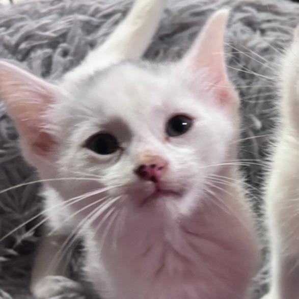 Enlarge Frodo C12660, a Adoptable Domestic Short Hair in Woodbury, MN image 3/4