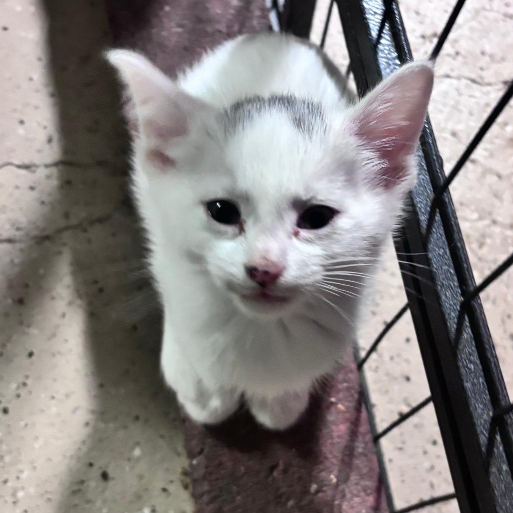 Enlarge Frodo C12660, a Adoptable Domestic Short Hair in Woodbury, MN image 4/4