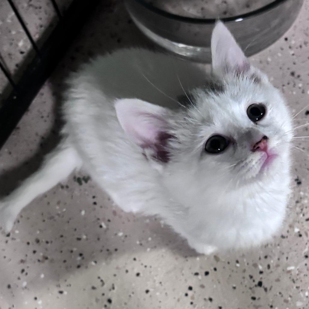 Frodo C12660, Adoptable, Kitten Male Domestic Short Hair.
