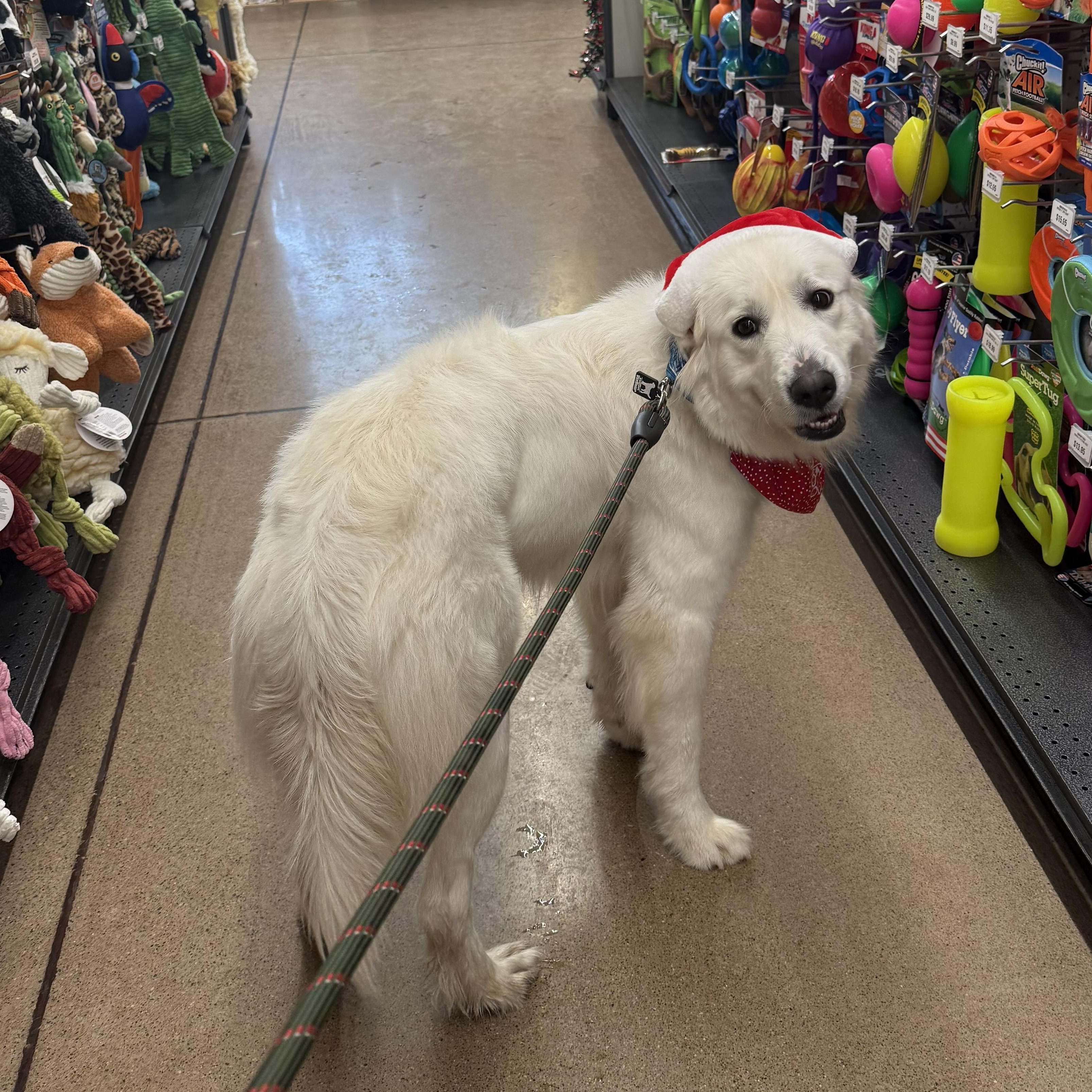 Enlarge Snow - New to Rescue - Young - Needs Foster, a ADOPTABLE Great Pyrenees in Indianapolis, IN image 2/6