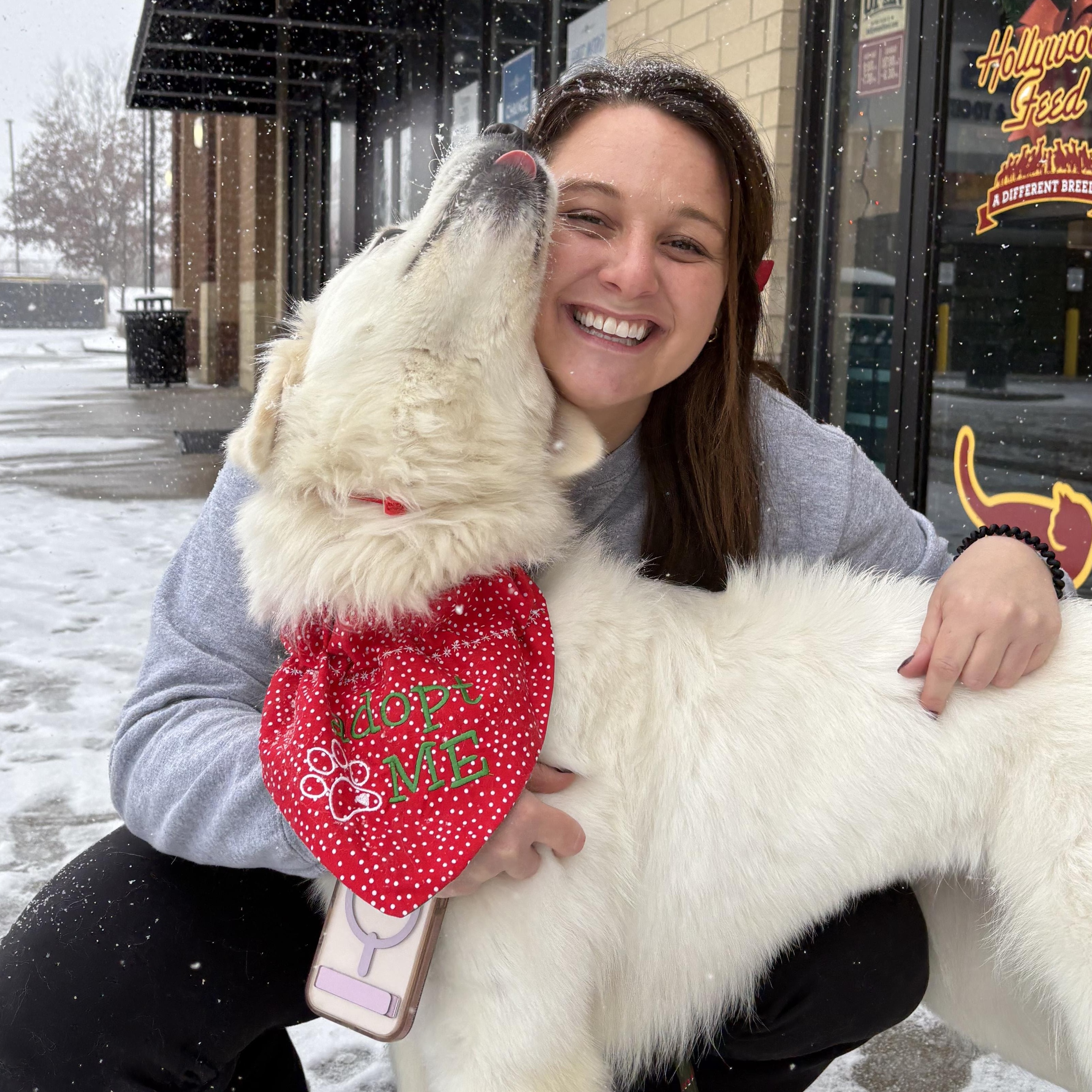 Enlarge Snow - New to Rescue - Young - Needs Foster, a ADOPTABLE Great Pyrenees in Indianapolis, IN image 5/6