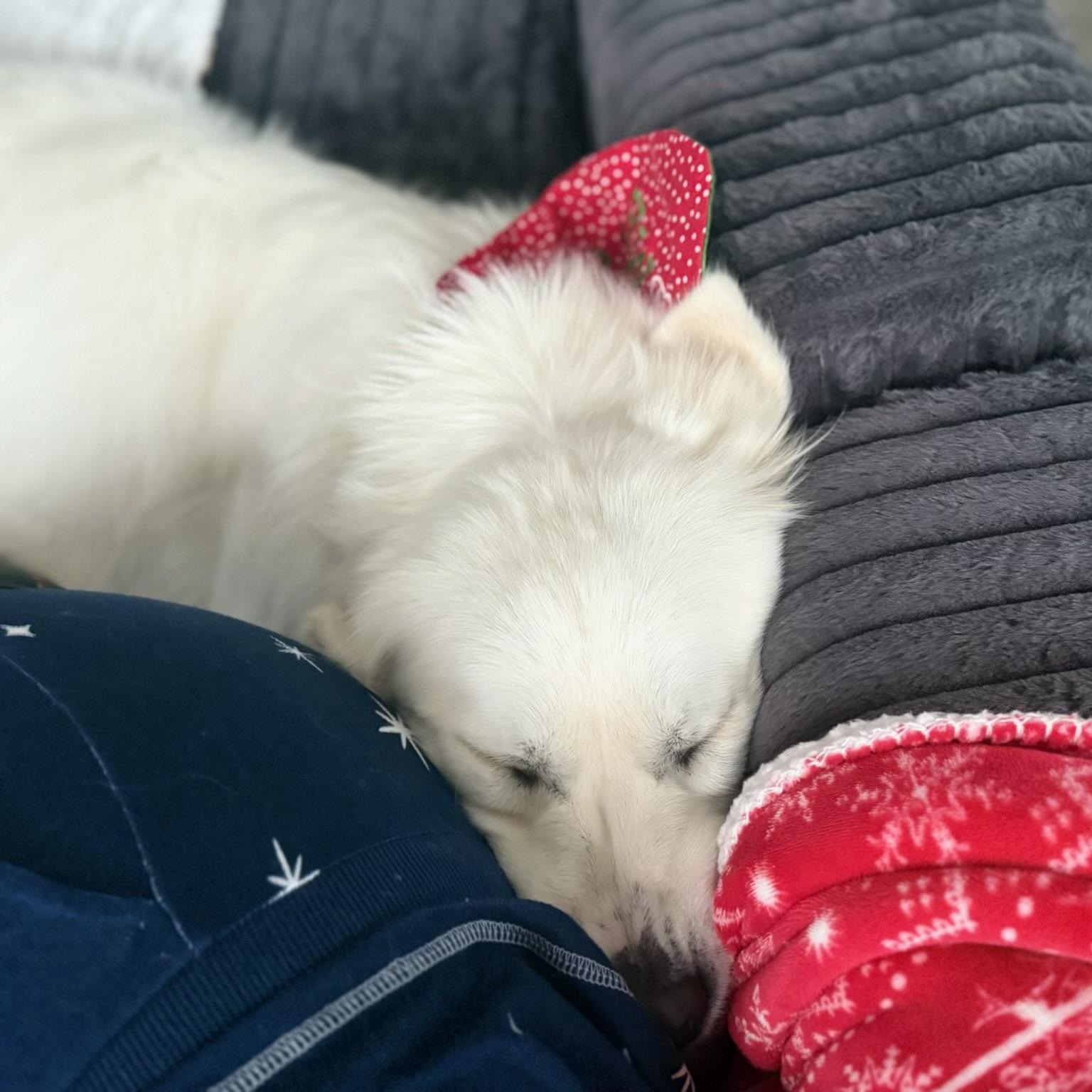 Enlarge Snow - New to Rescue - Young - Needs Foster, a ADOPTABLE Great Pyrenees in Indianapolis, IN image 6/6