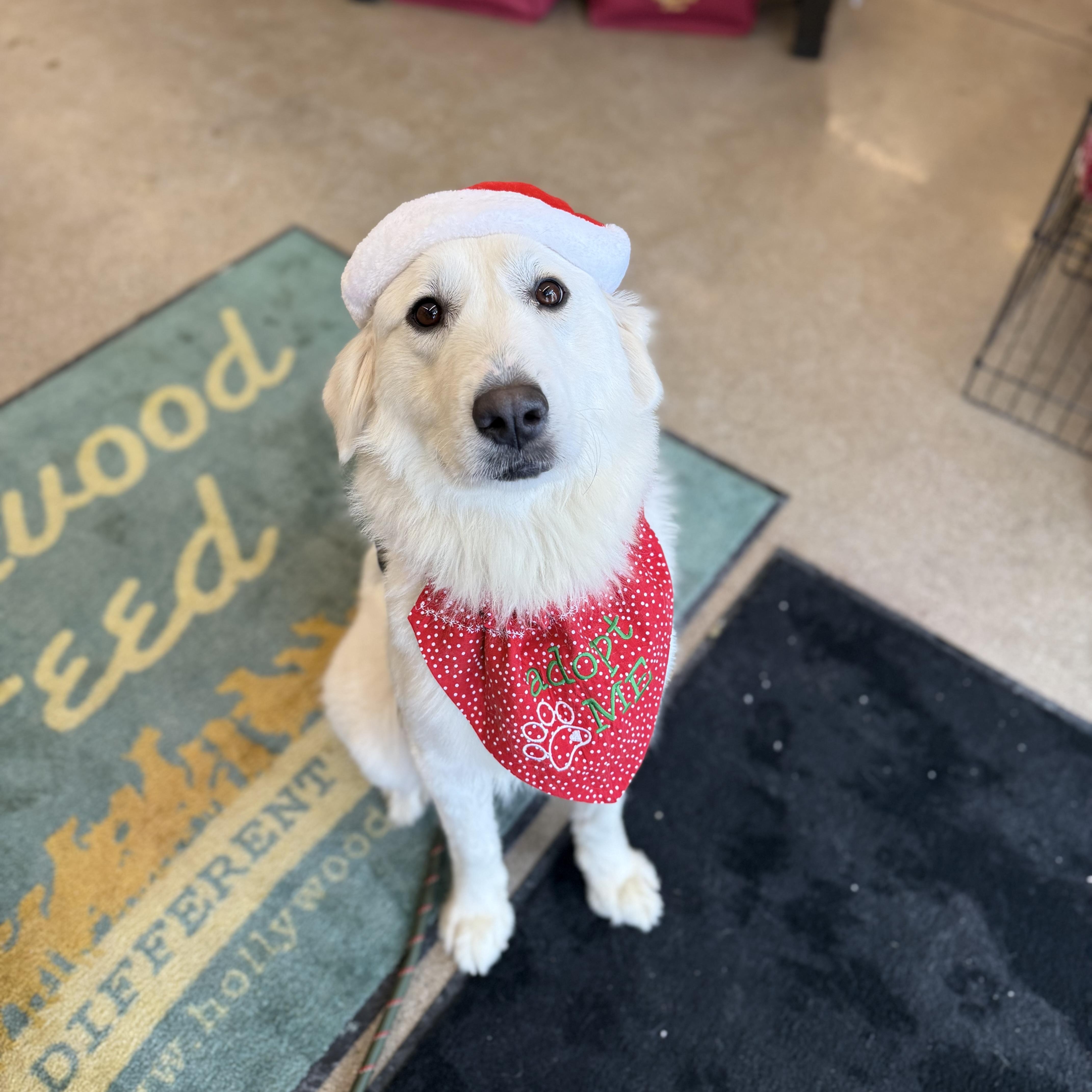 Snow - New to Rescue - Young - Needs Foster, ADOPTABLE, Young Female Great Pyrenees.