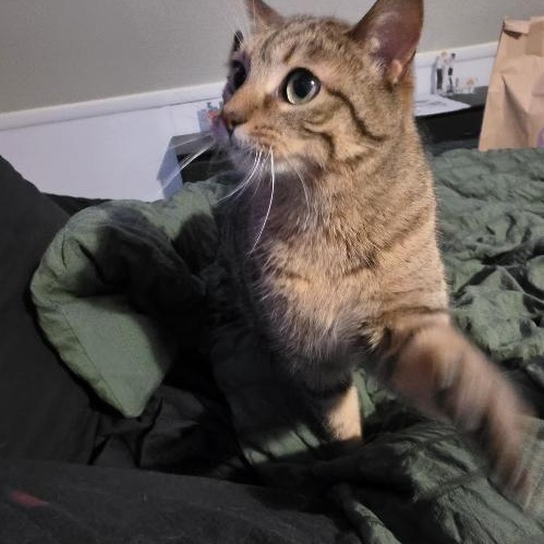 Enlarge Peanut, a Adopted American Shorthair in Livonia, MI image 3/3
