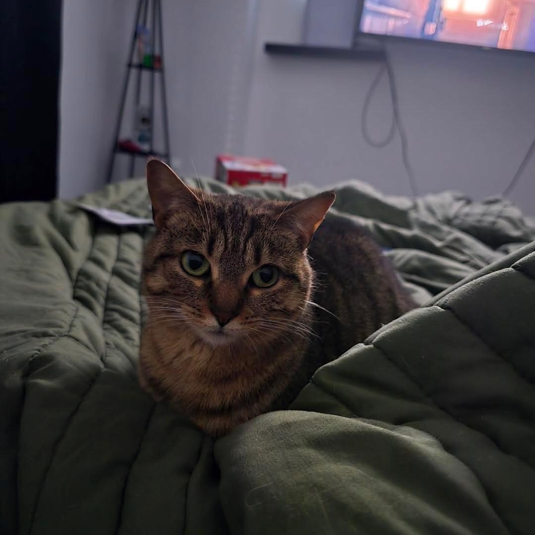 Enlarge Peanut, a Adopted American Shorthair in Livonia, MI image 1/3