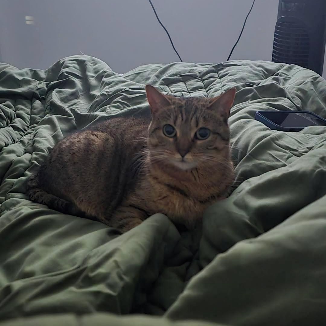 Enlarge Peanut, a Adopted American Shorthair in Livonia, MI image 2/3