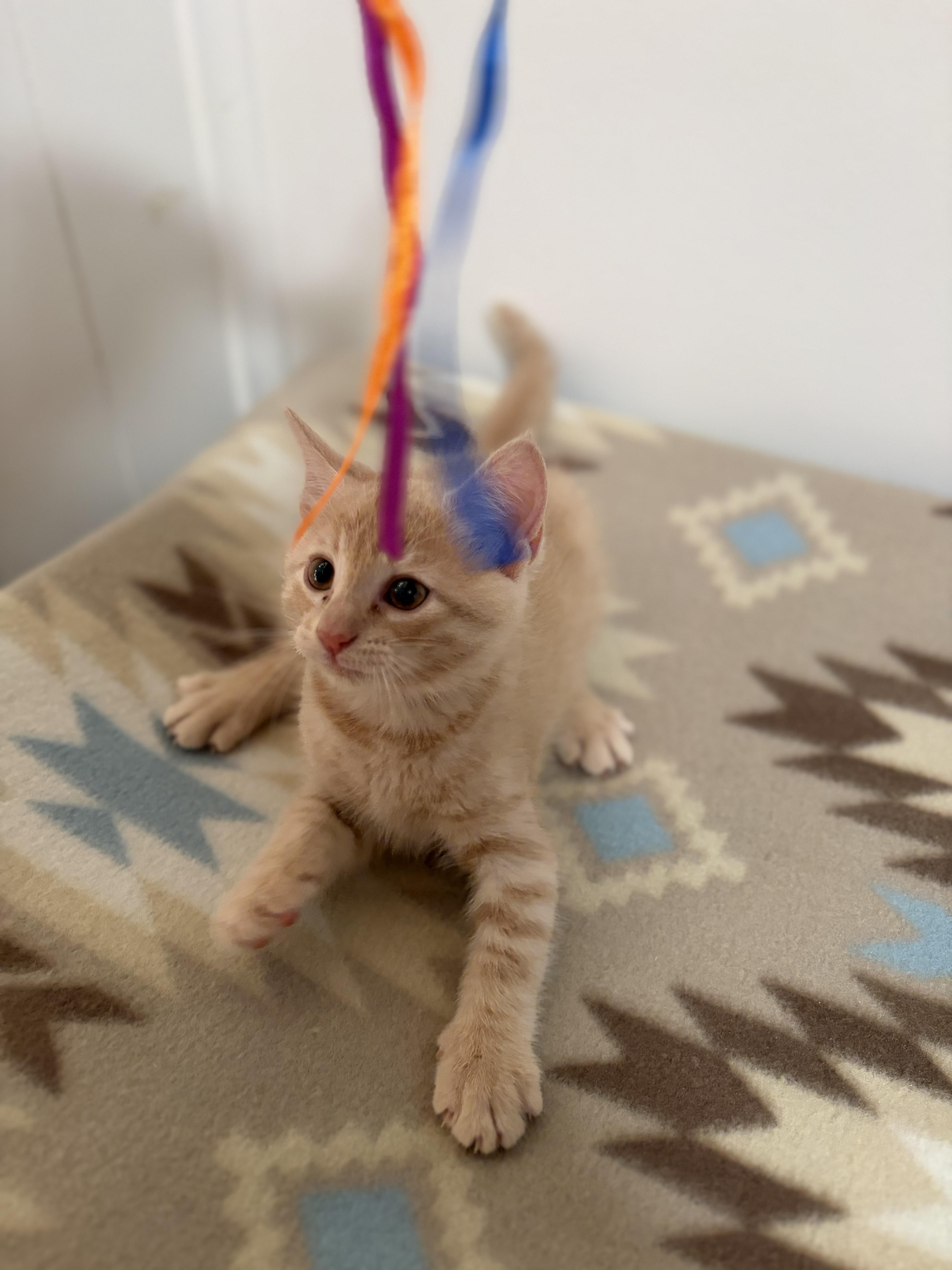 Enlarge Queso, a Adoptable Domestic Short Hair in Mechanicsburg, PA image 3/4