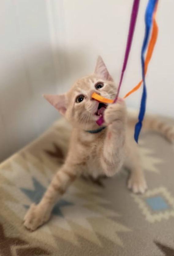 Queso, Adoptable, Kitten Male Domestic Short Hair.