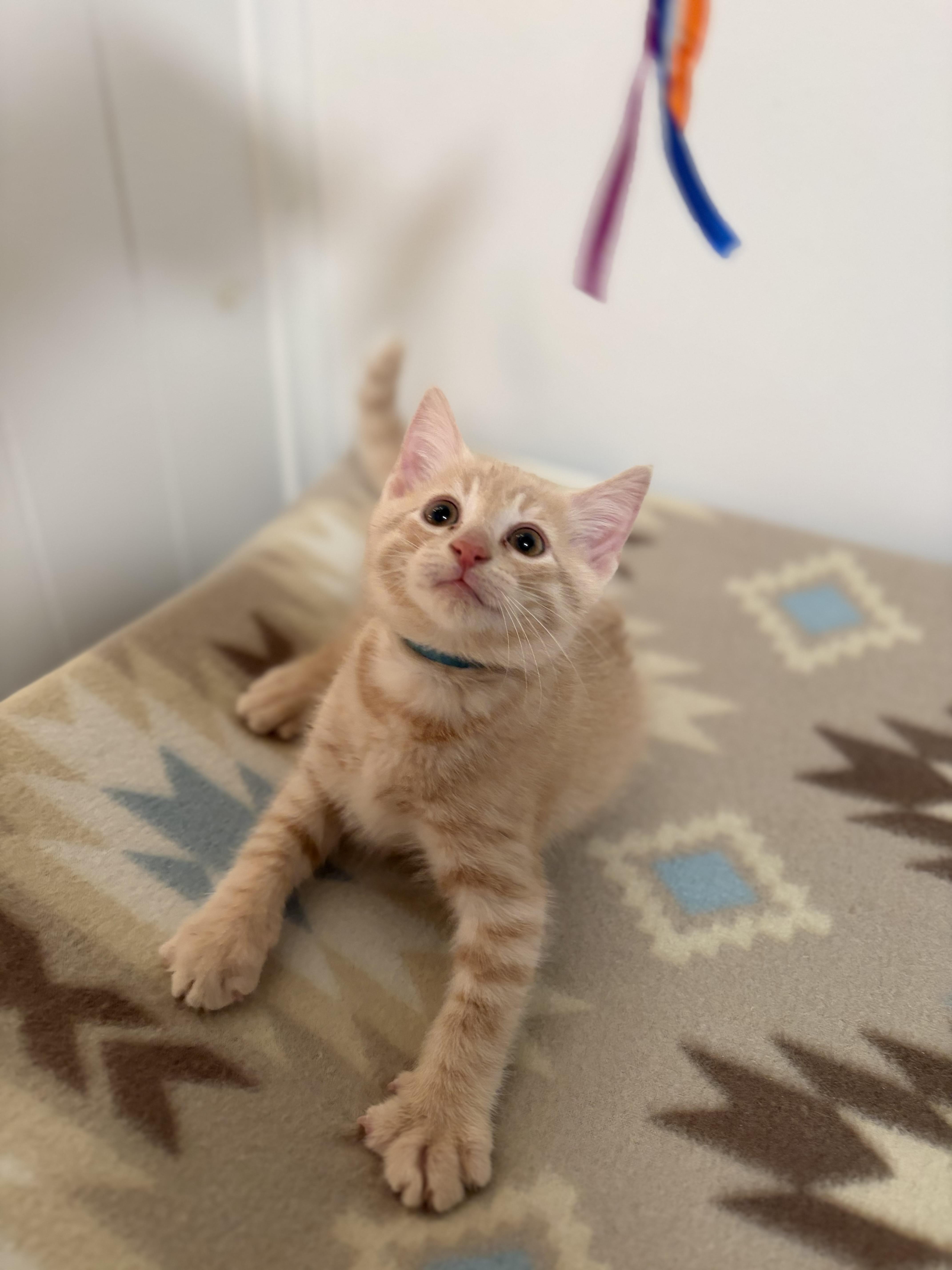 Enlarge Queso, a Adoptable Domestic Short Hair in Mechanicsburg, PA image 2/4