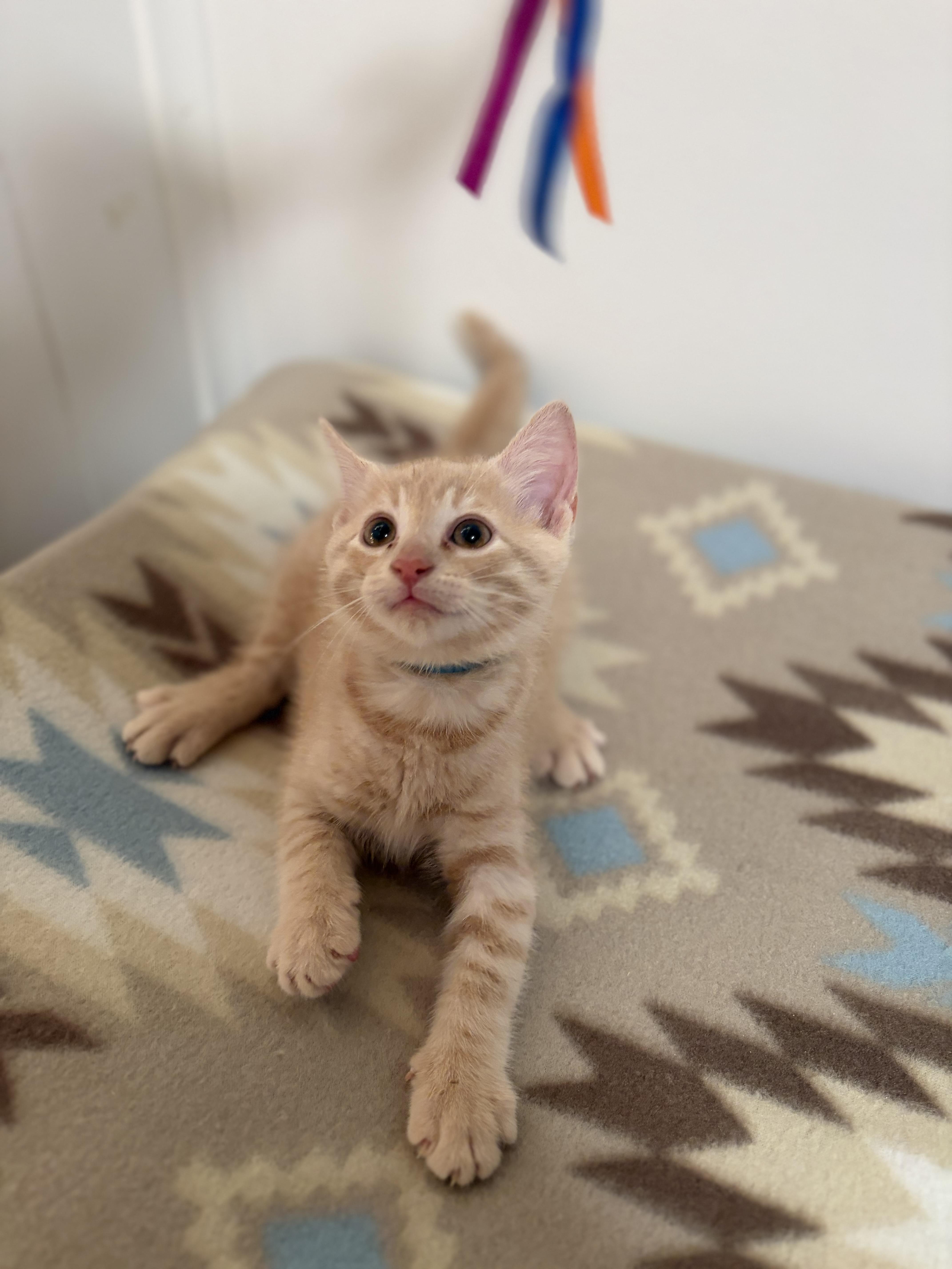 Enlarge Queso, a Adoptable Domestic Short Hair in Mechanicsburg, PA image 4/4
