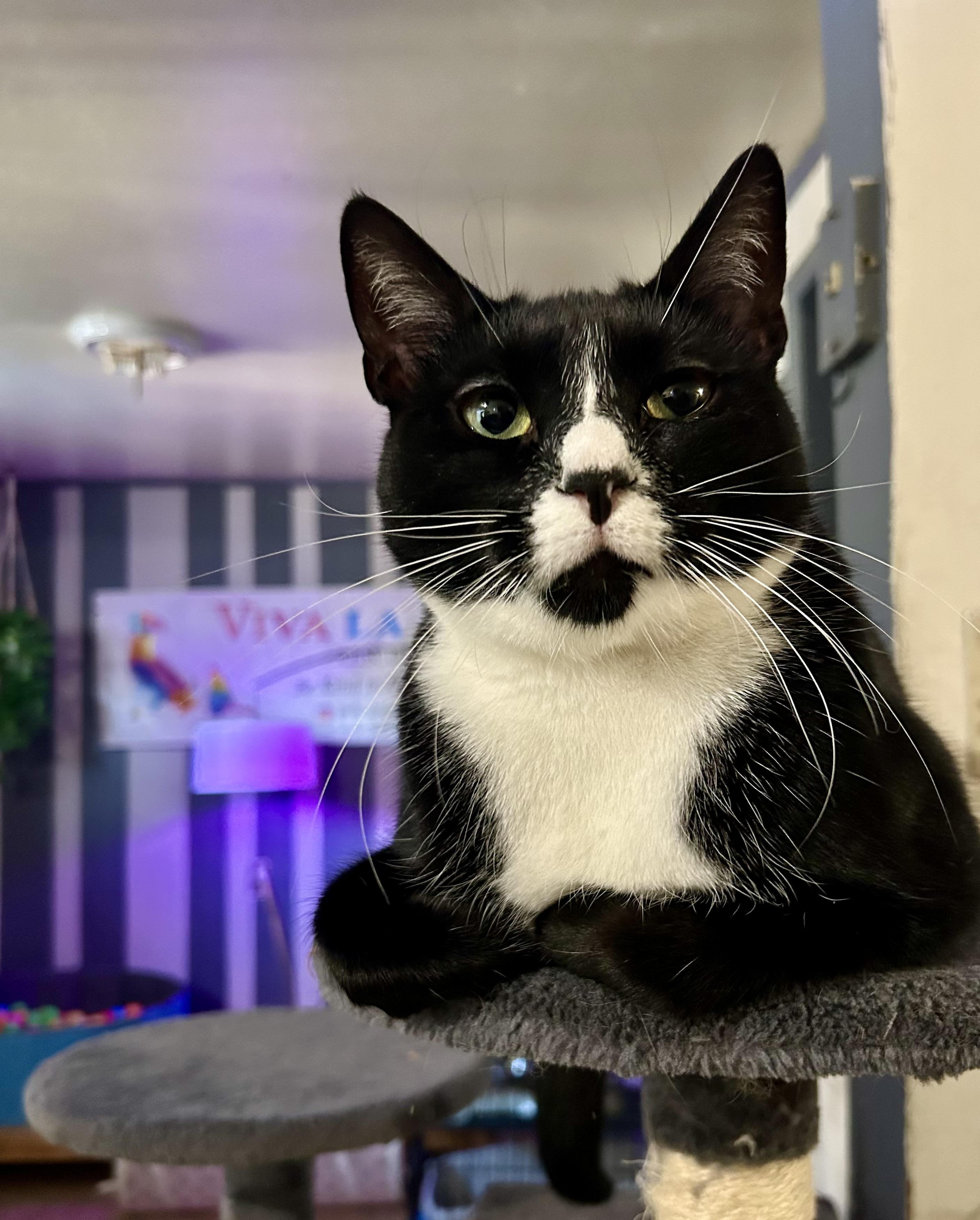 Bowie, Adoptable, Adult Male Tuxedo.