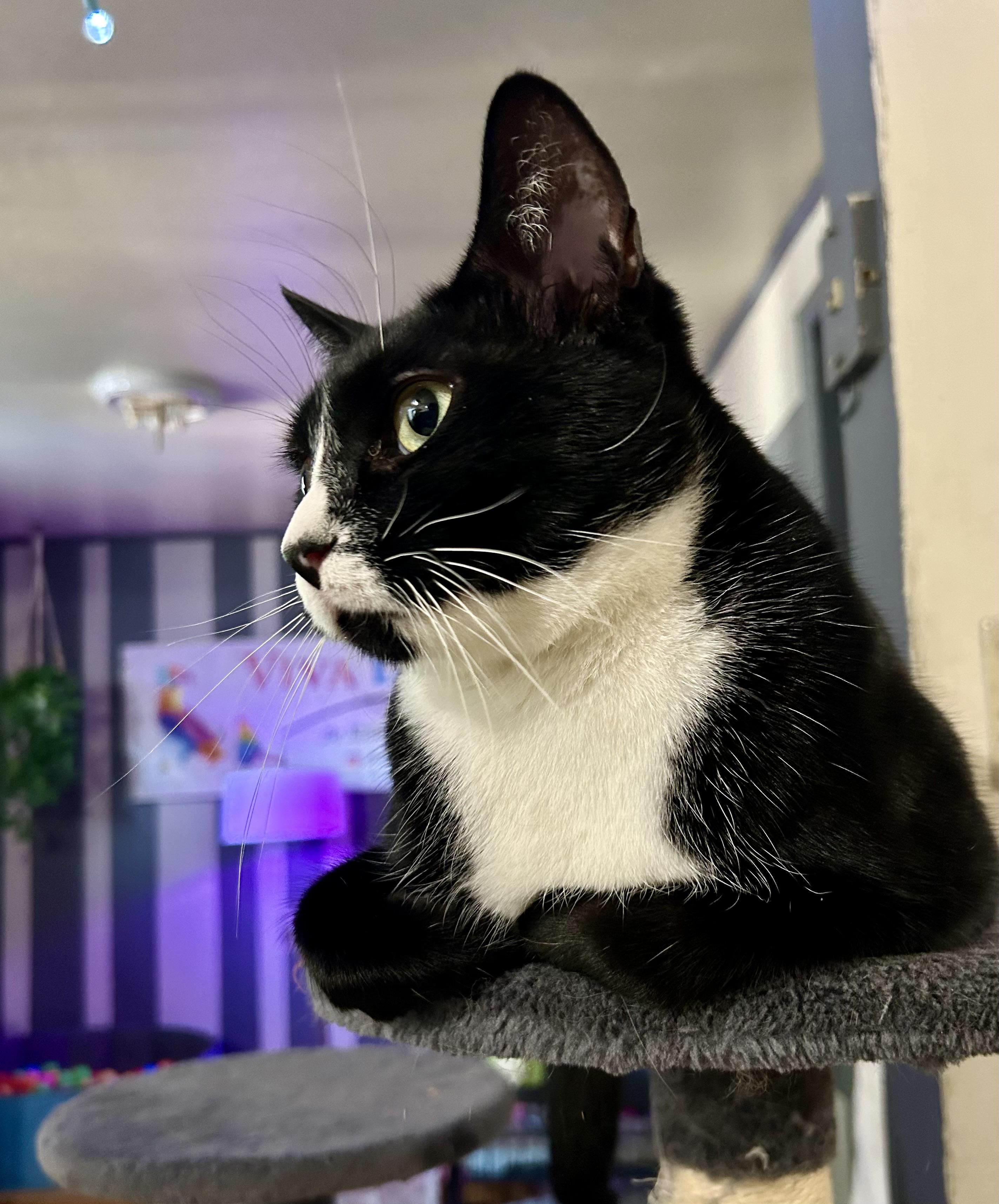 Bowie, a Adoptable mixed breed in Monterey Park, CA image 2/2