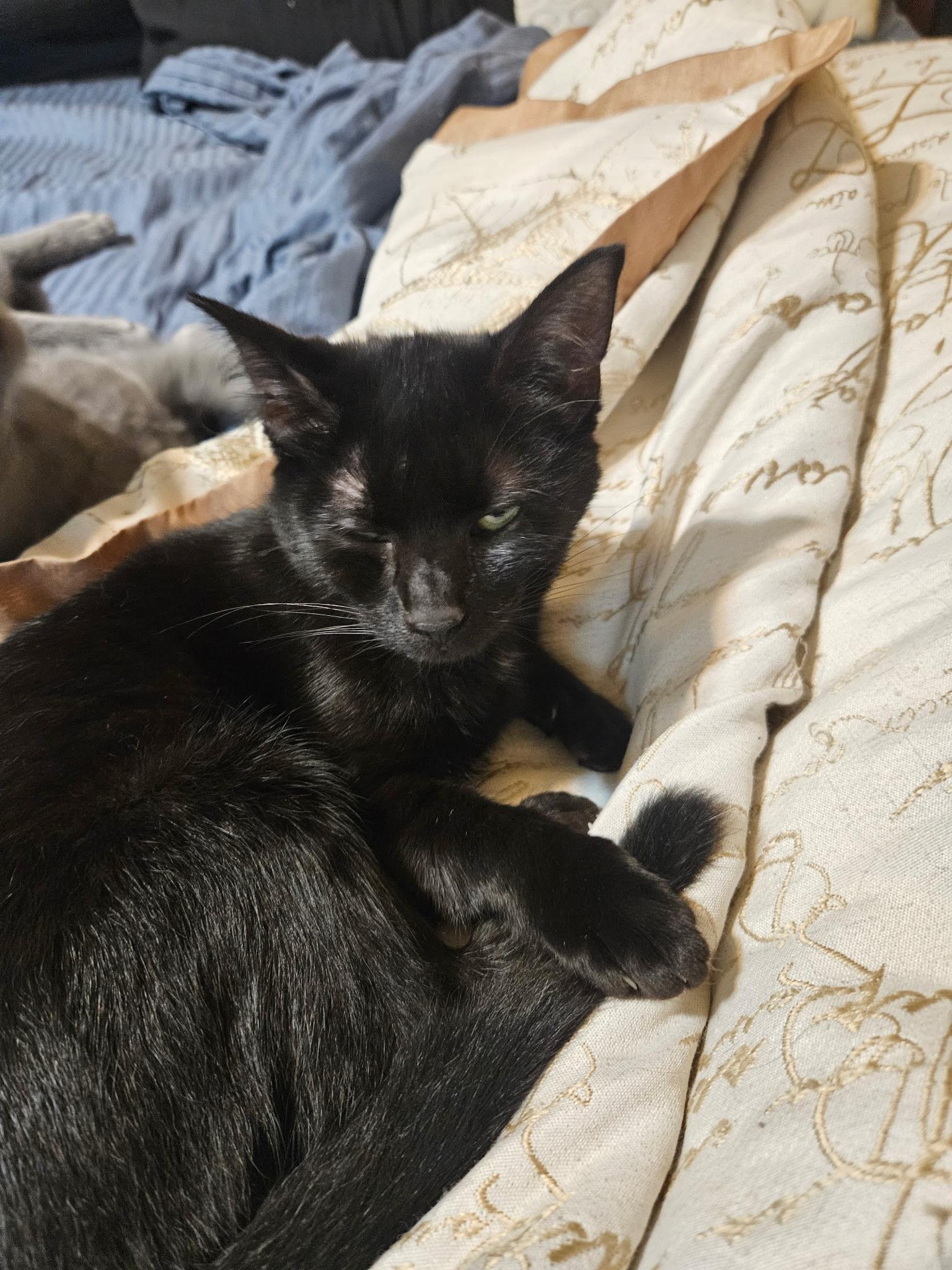 Mitcy , ADOPTABLE, Kitten Female Bombay & Domestic Short Hair.