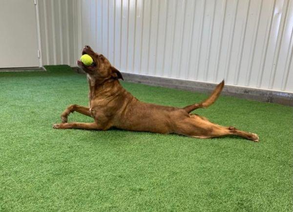 Enlarge Remy, a Adoptable mixed breed in San Angelo , TX image 1/6