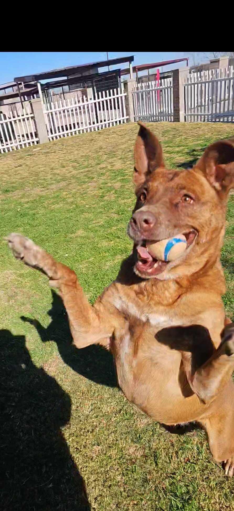 Enlarge Remy, a Adoptable mixed breed in San Angelo , TX image 2/6