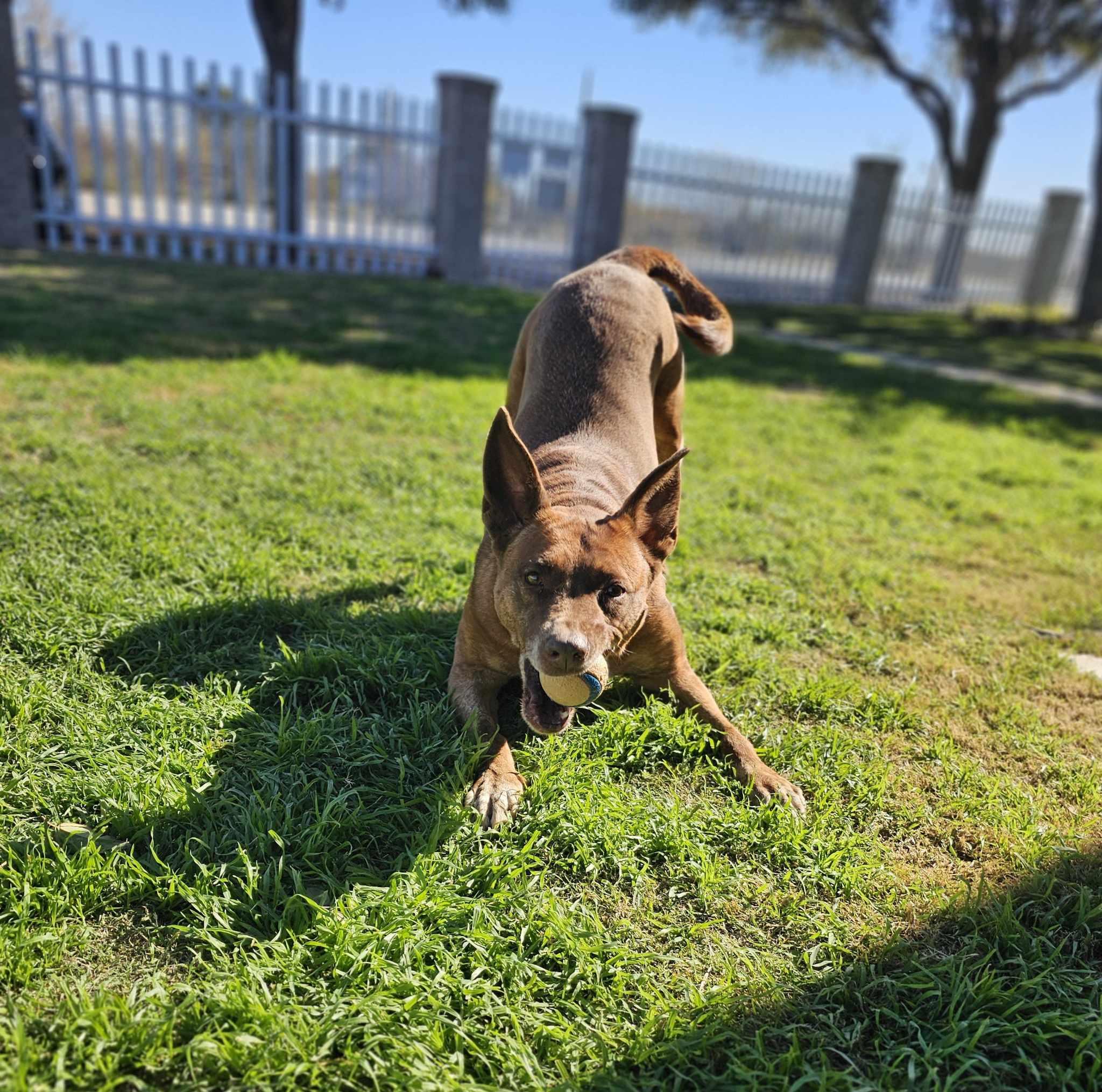 Enlarge Remy, a Adoptable mixed breed in San Angelo , TX image 2/6