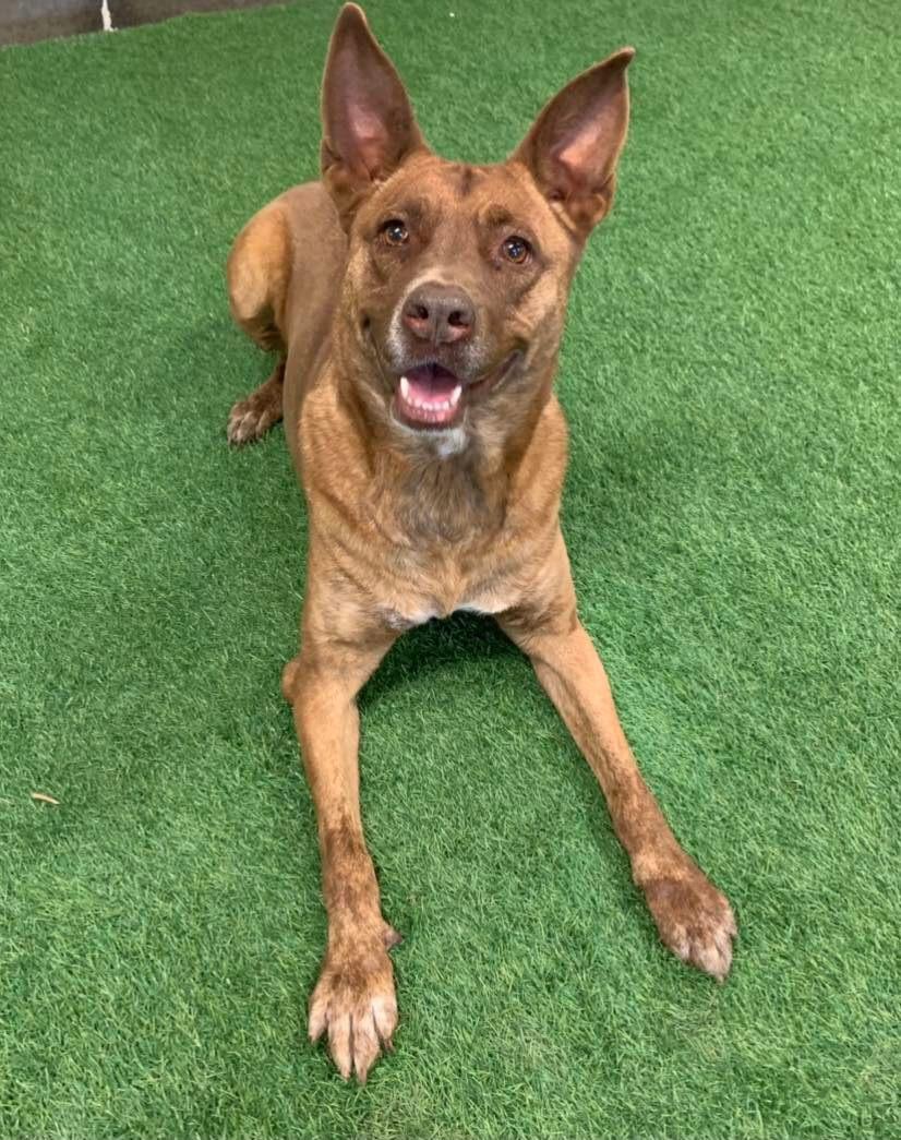 Enlarge Remy, a Adoptable mixed breed in San Angelo , TX image 4/6