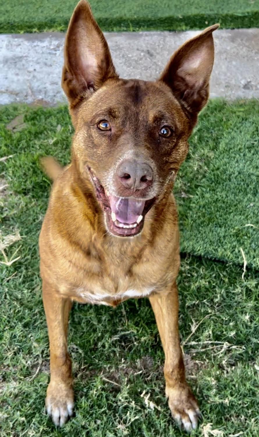 Enlarge Remy, a Adoptable mixed breed in San Angelo , TX image 5/6