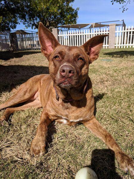 Enlarge Remy, a Adoptable mixed breed in San Angelo , TX image 6/6