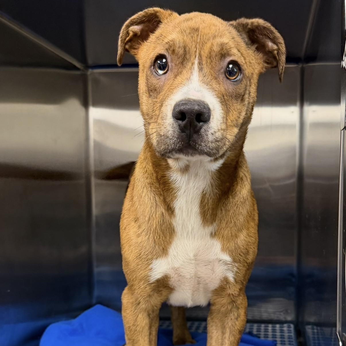 Apollo, a ADOPTABLE mixed breed in Plaquemine, LA image 1/2