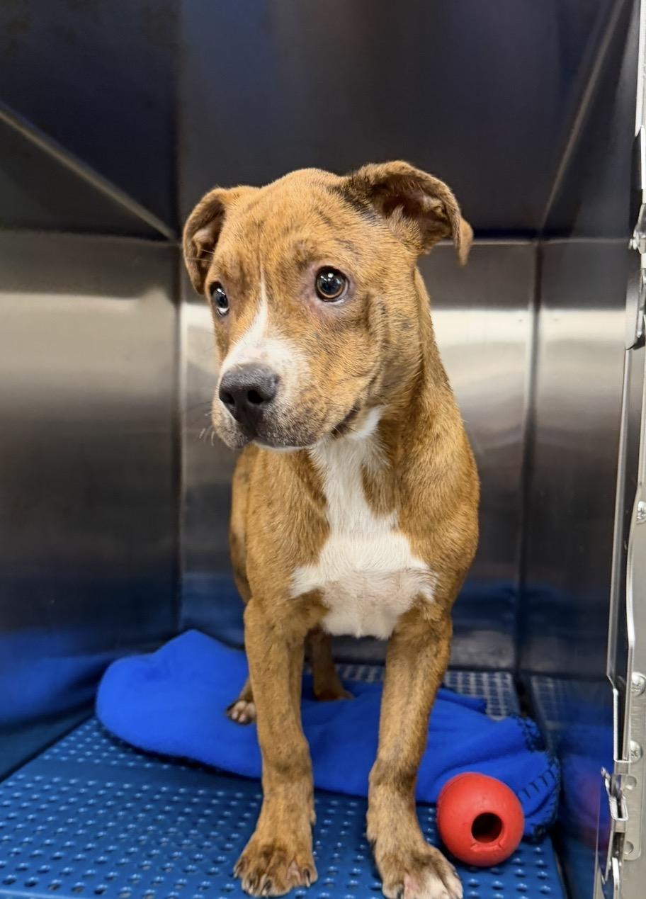 Apollo, a ADOPTABLE mixed breed in Plaquemine, LA image 2/2