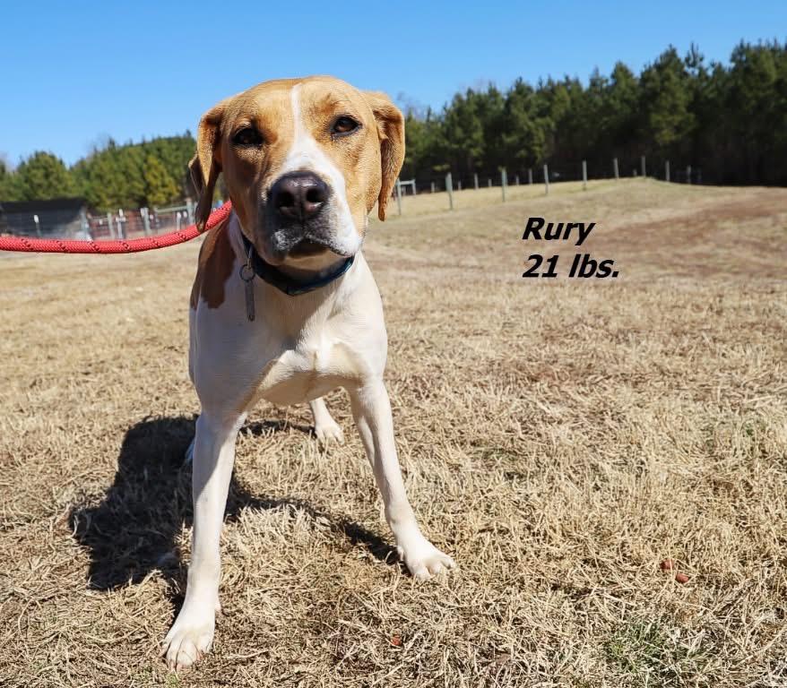 Rury "Keyarea, Adoptable, Young Female Mixed Breed.