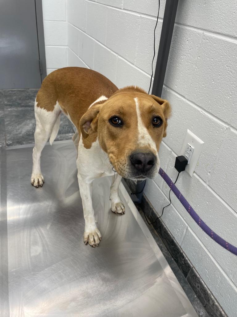 Rury "Keyarea, Adoptable, Young Female Mixed Breed.