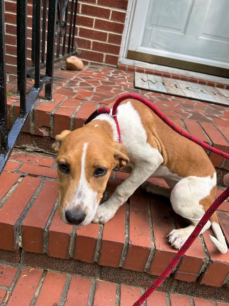 Enlarge Rury "Keyarea, a Adoptable mixed breed in Oxford, NC image 3/3