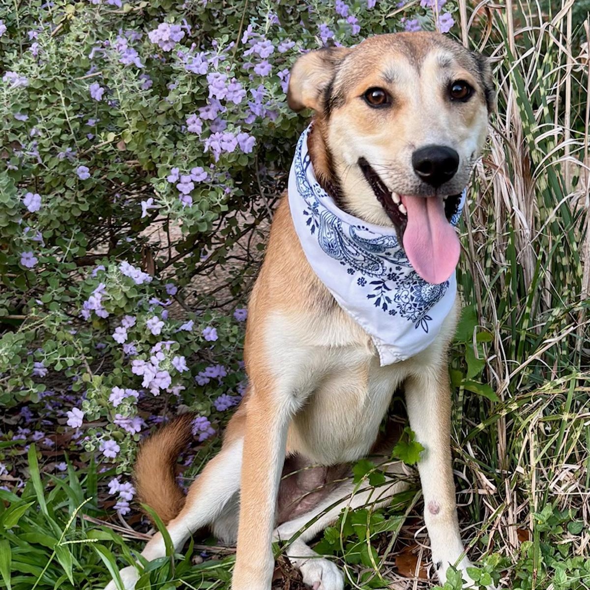 DAHLIA, a Adoptable mixed breed in Groton, CT image 1/5