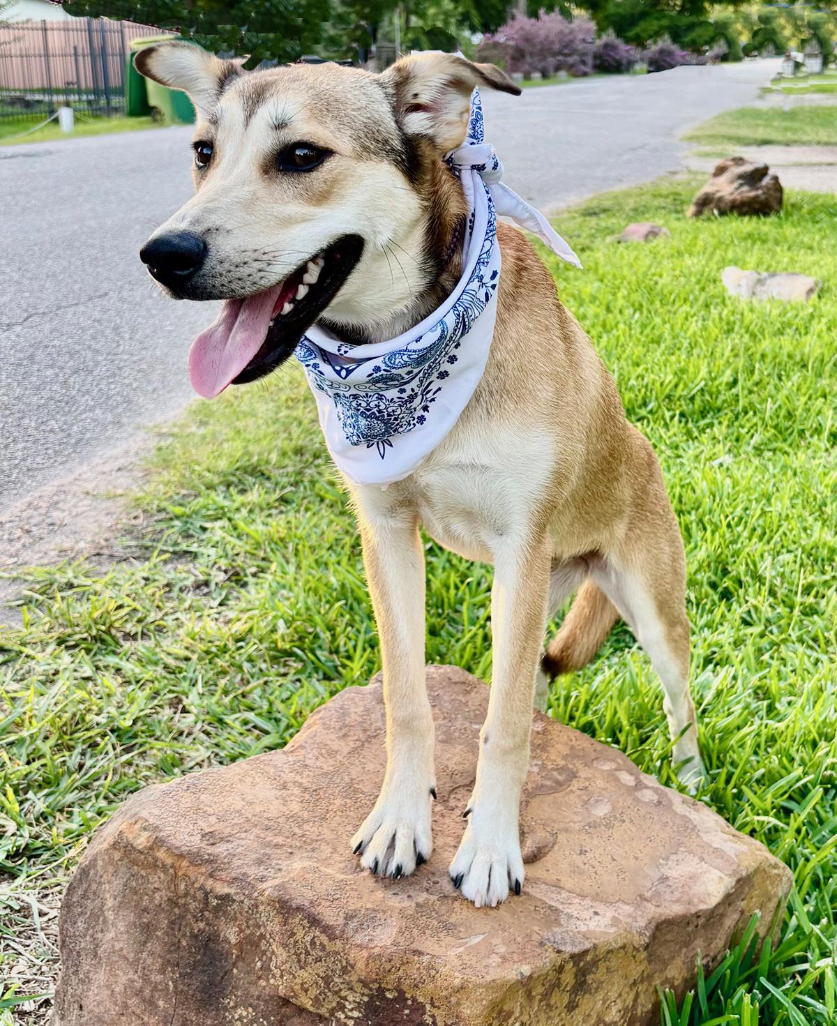 DAHLIA, a Adoptable mixed breed in Groton, CT image 2/5