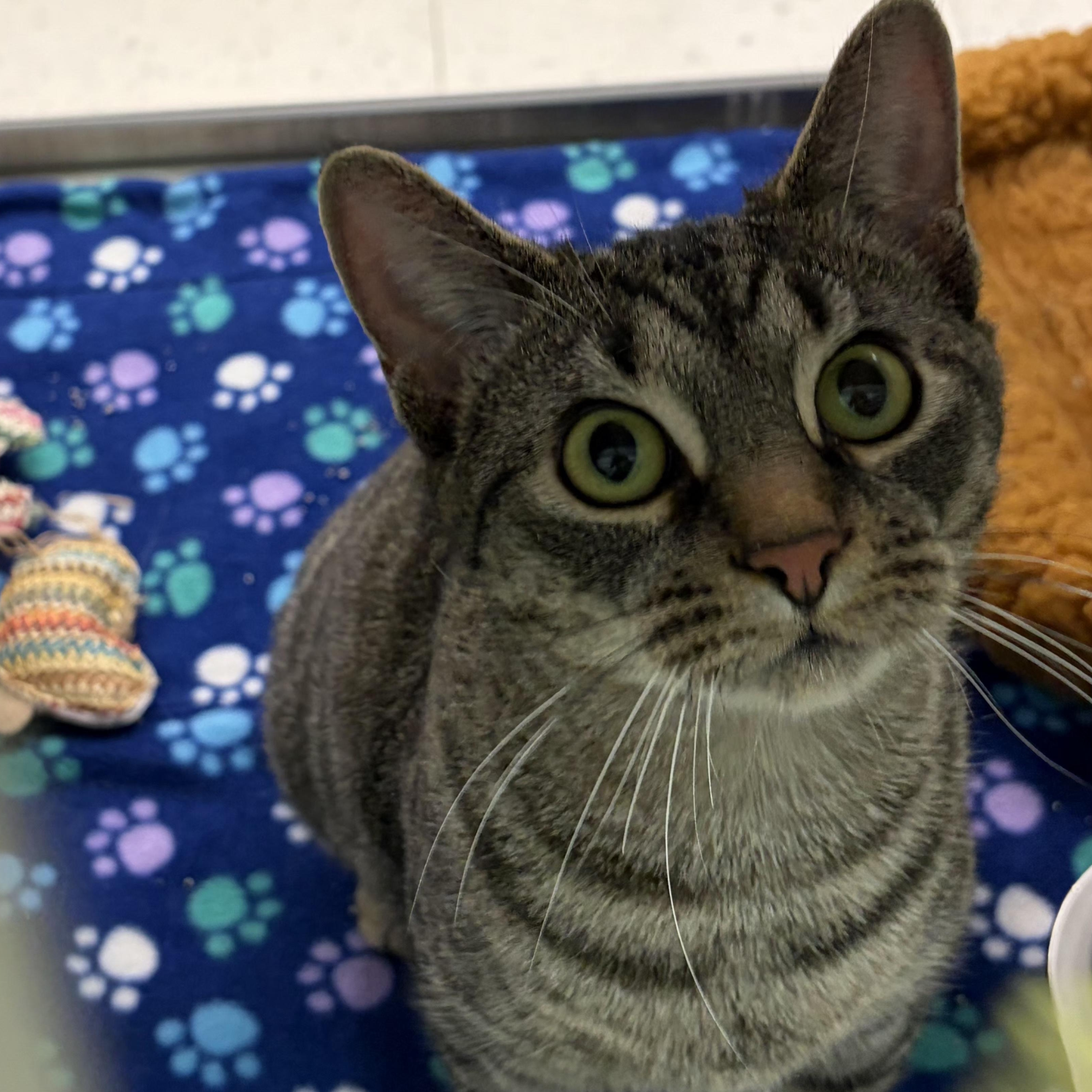 Big Mama, adopted, Adult Female Domestic Short Hair.