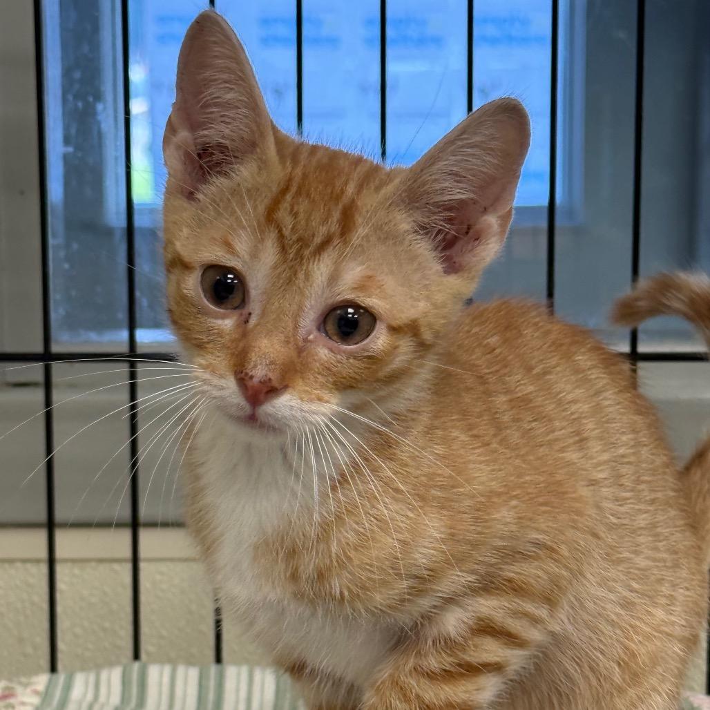 Phil, a Adoptable Domestic Short Hair in Galax, VA image 2/5