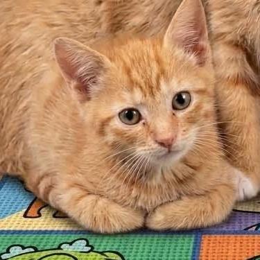 Phil, a Adoptable Domestic Short Hair in Galax, VA image 3/5