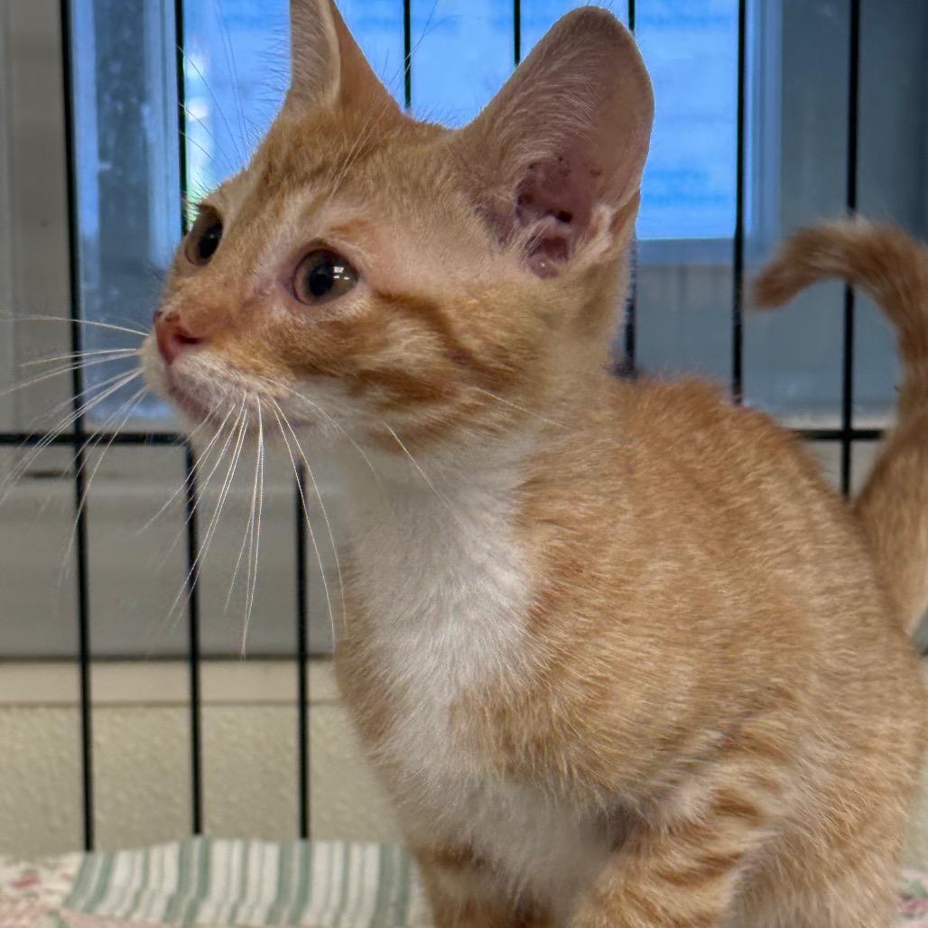 Phil, a Adoptable Domestic Short Hair in Galax, VA image 4/5