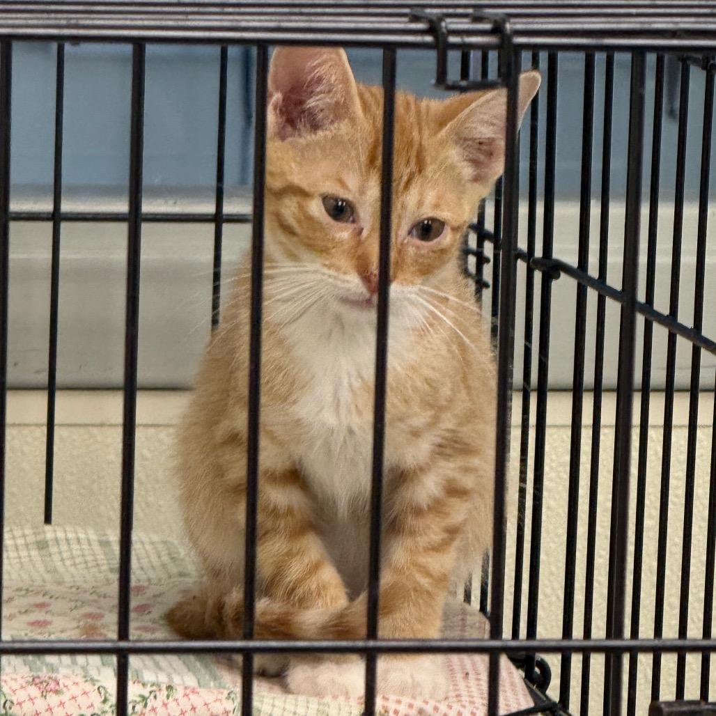 Phil, a Adoptable Domestic Short Hair in Galax, VA image 5/5