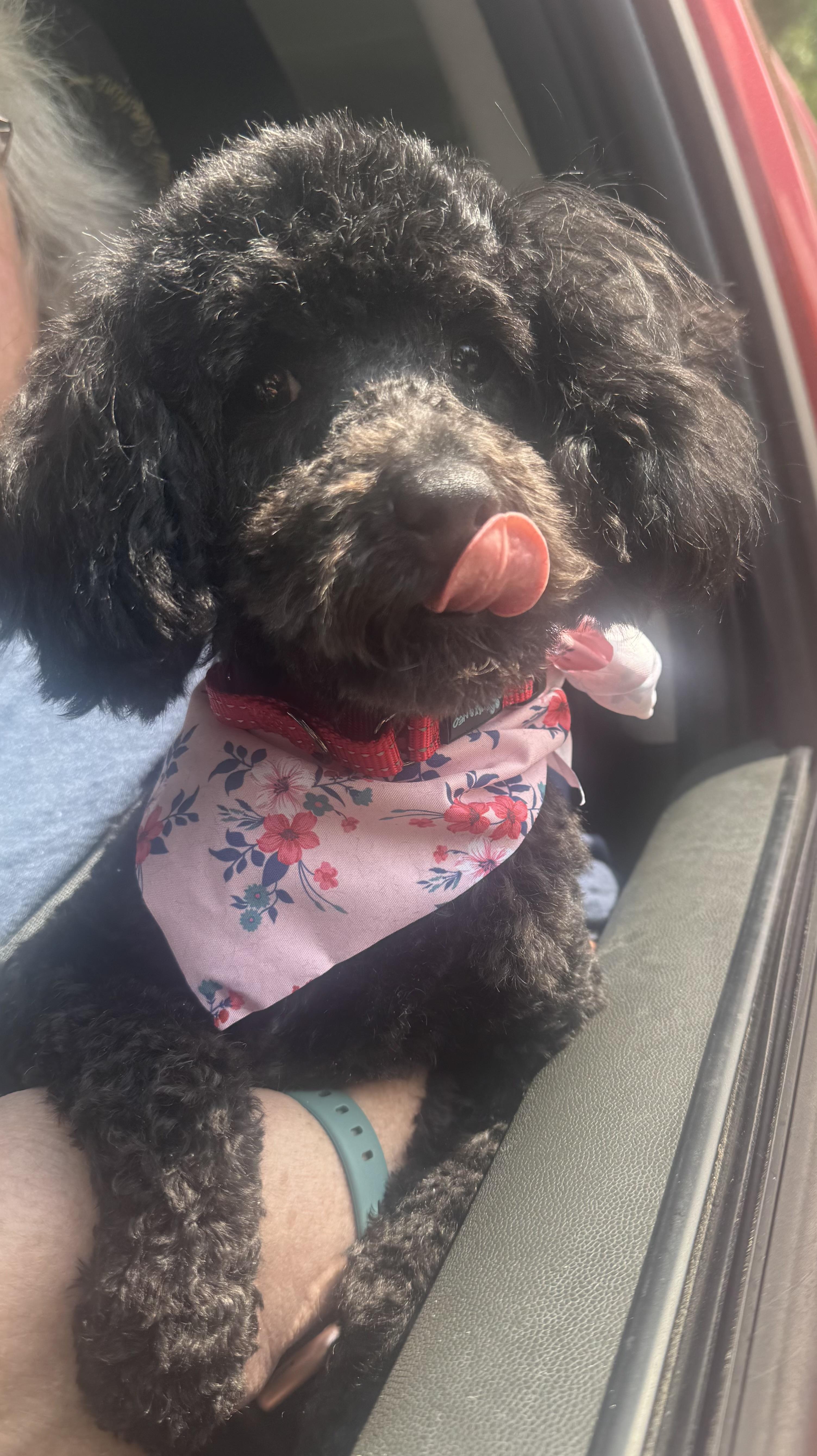 Mindy, an adopted Poodle (Toy) in Fredericksburg, VA image 1/2