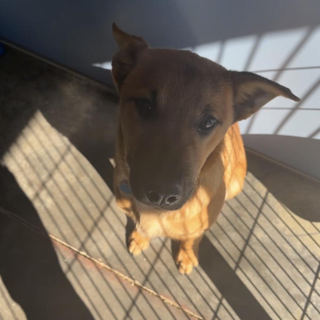 Sevro, Adoptable, Puppy Male Mixed Breed.