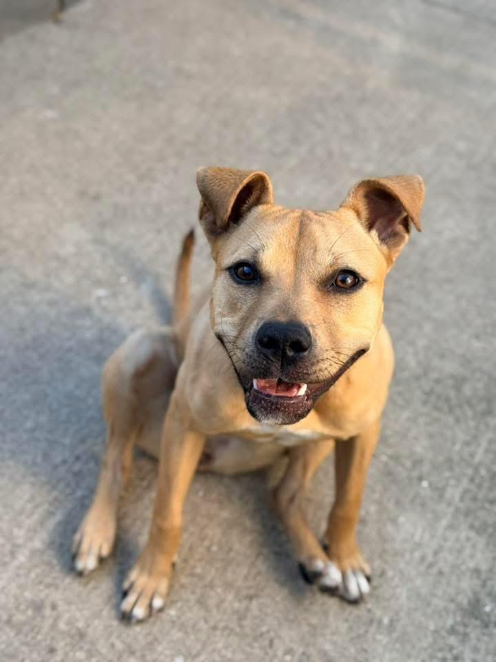 Agatha, ADOPTABLE, Adult Female Pit Bull Terrier.