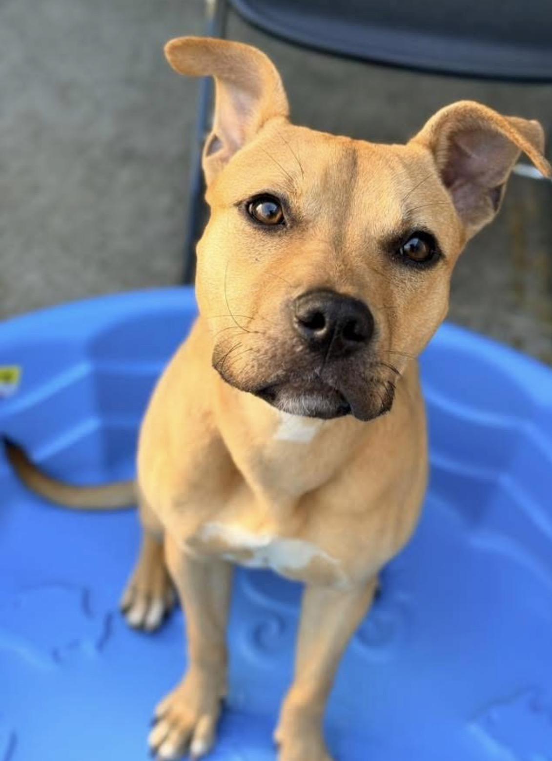 Enlarge Agatha, a ADOPTABLE Pit Bull Terrier in Chicago, IL image 4/4