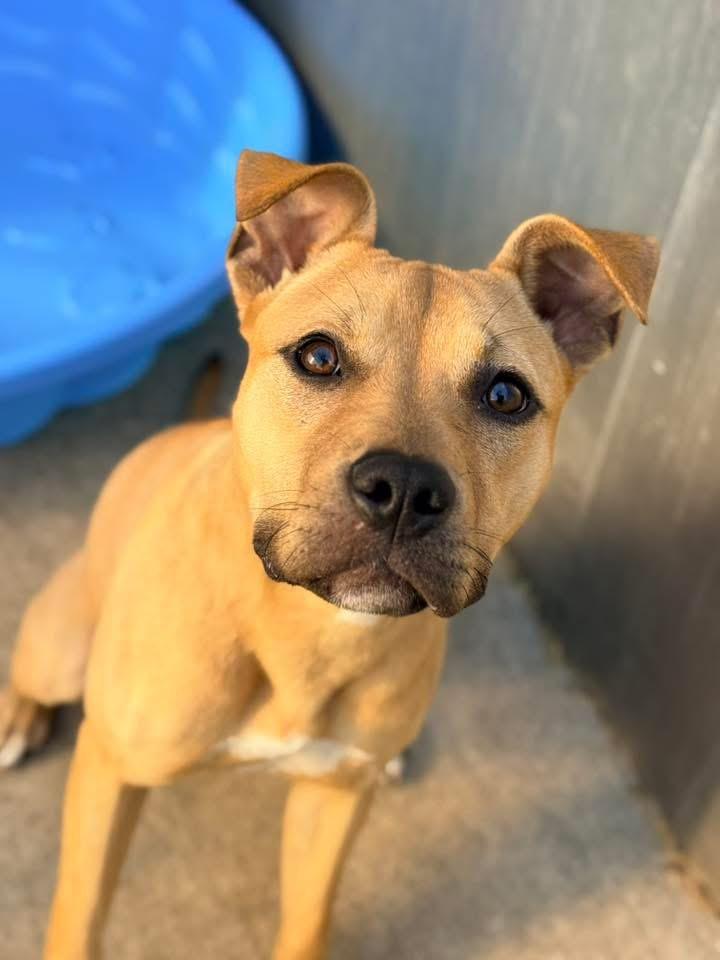 Enlarge Agatha, a ADOPTABLE Pit Bull Terrier in Chicago, IL image 3/4