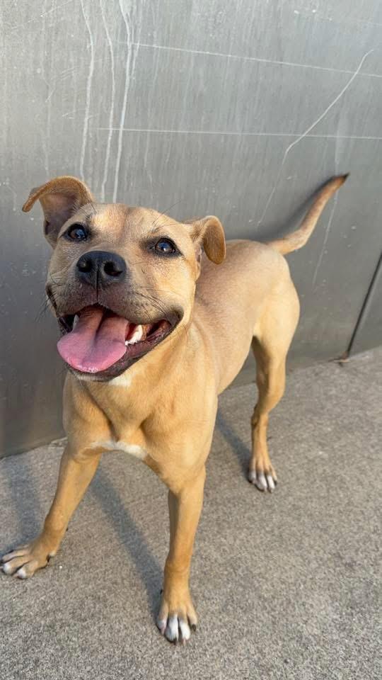 Enlarge Agatha, a ADOPTABLE Pit Bull Terrier in Chicago, IL image 2/4