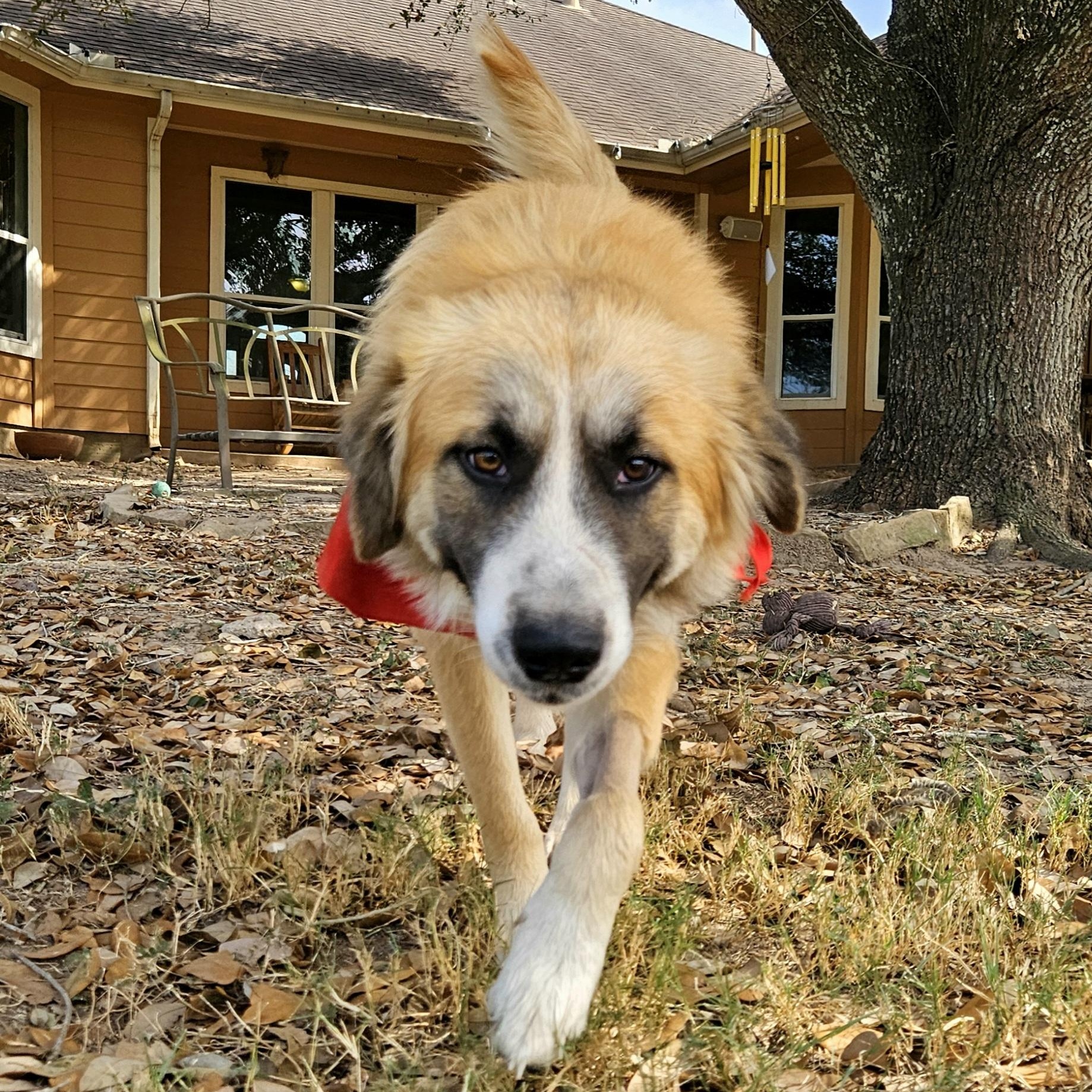 Buddy Wants To Be Your Buddy