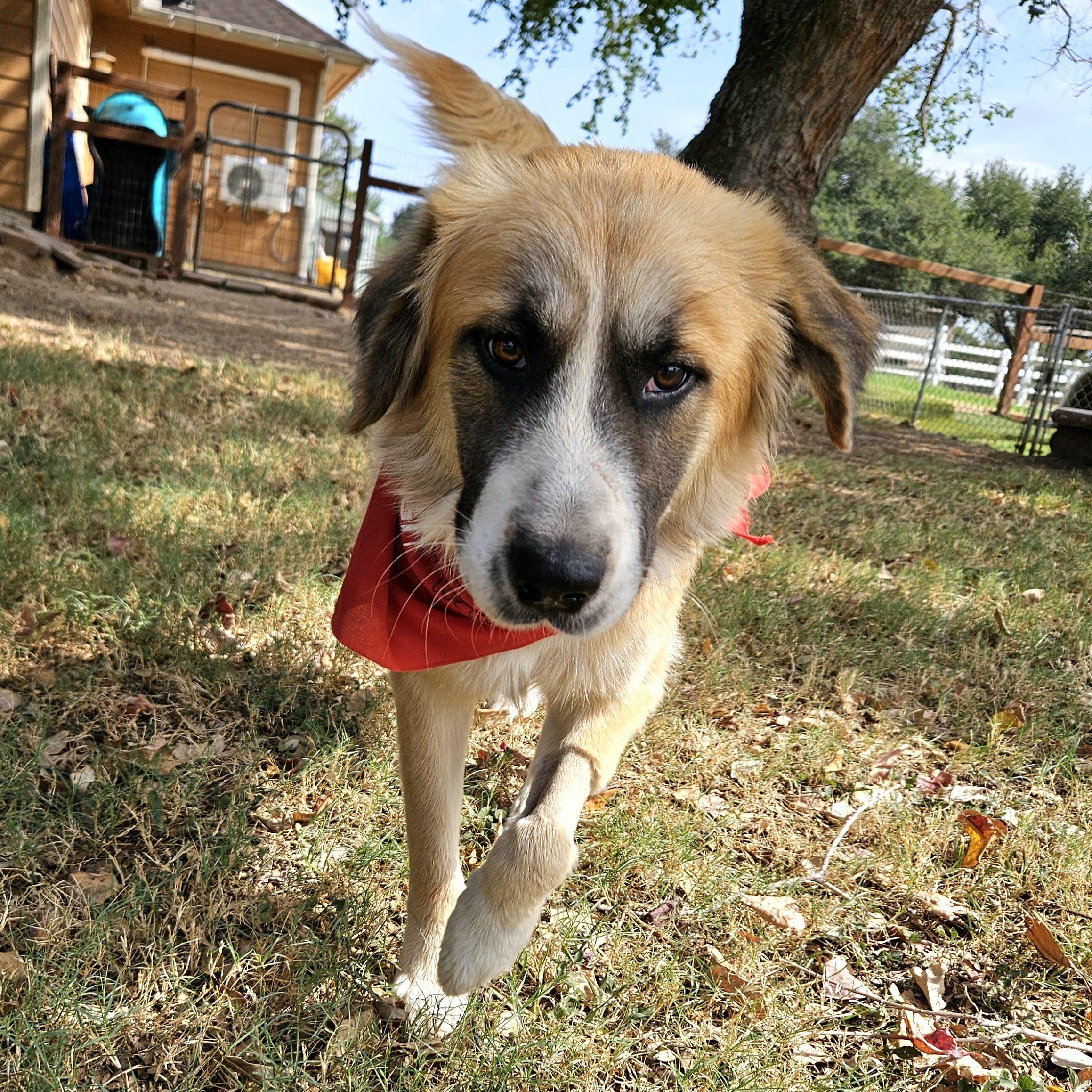 Buddy Wants To Be Your Buddy