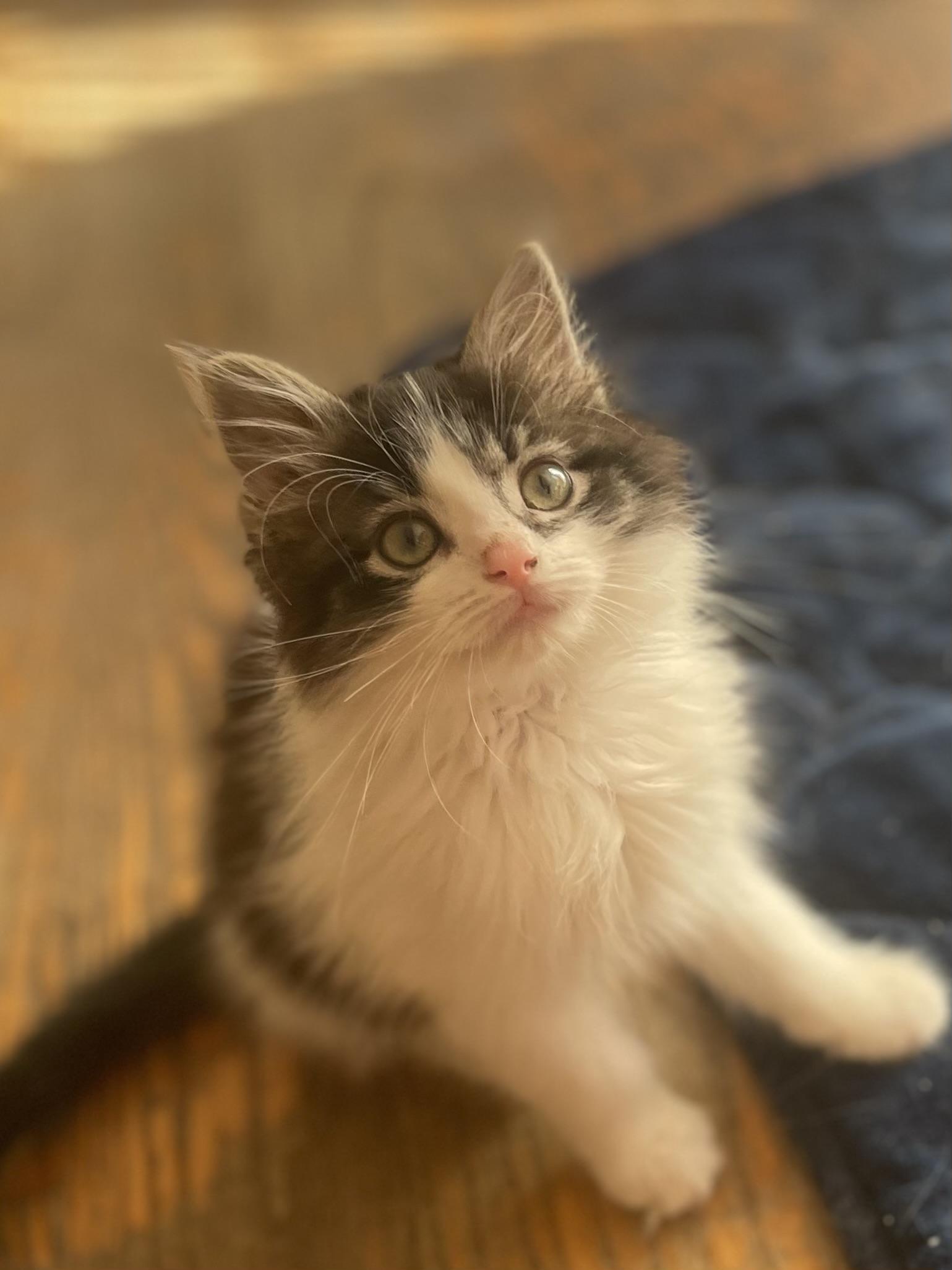 Enlarge Geno, an adopted mixed breed in Dansville, NY image 1/1