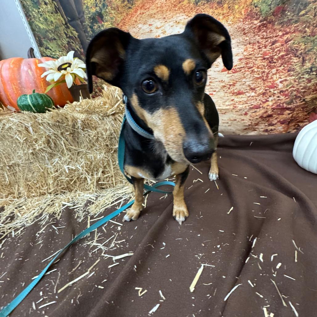 Enlarge Bones, a Adoptable mixed breed in North Bend, OR image 1/1