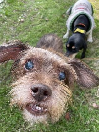 Murphy, Adoptable, Adult Male Terrier & Yorkshire Terrier.