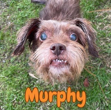 Enlarge Murphy, a Adoptable mixed breed in Southern Pines, NC image 2/3