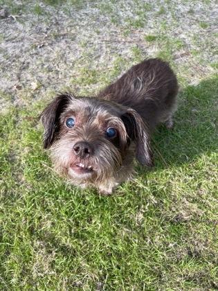 Enlarge Murphy, a Adoptable mixed breed in Southern Pines, NC image 3/3