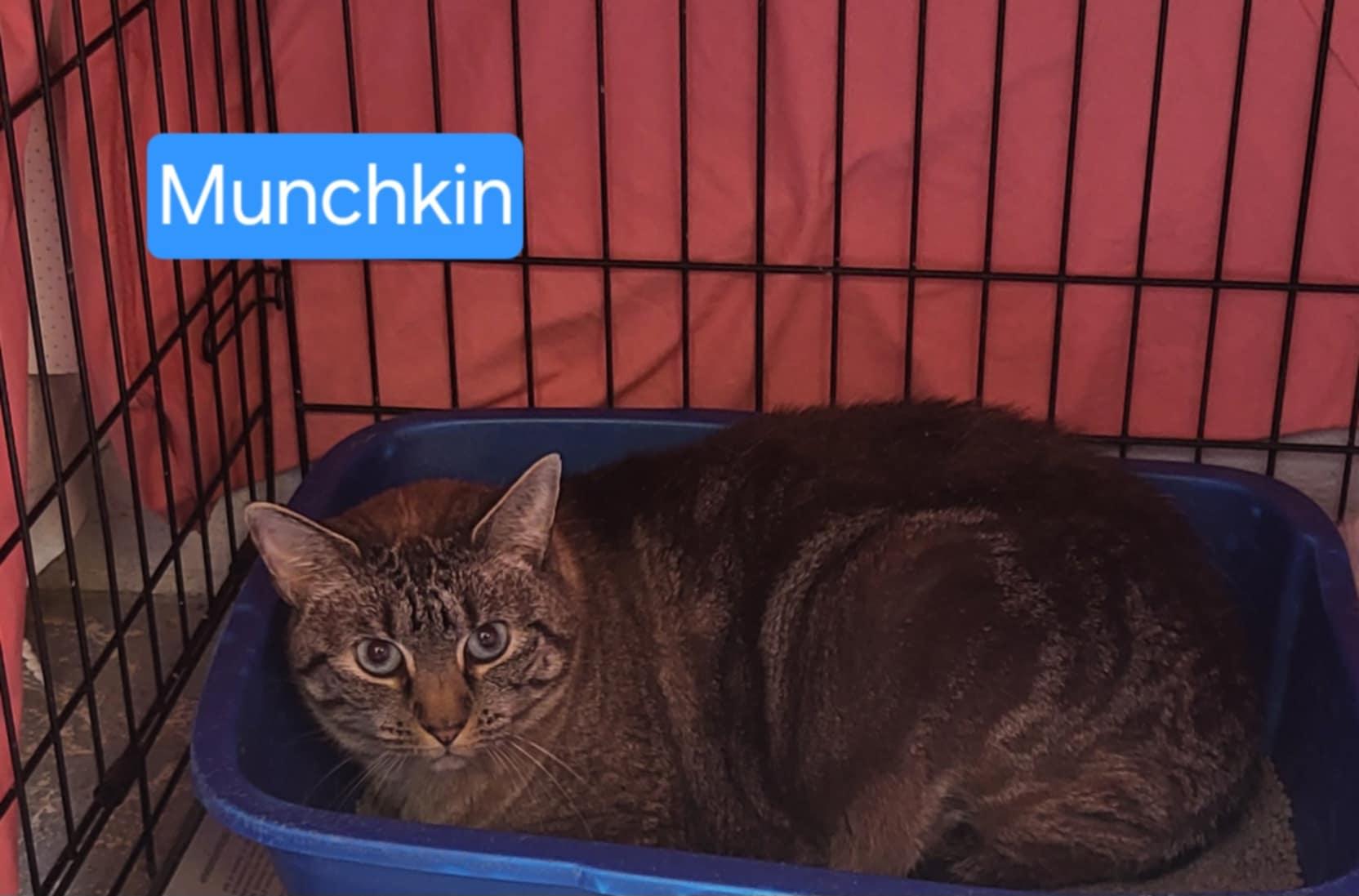 Munchkin